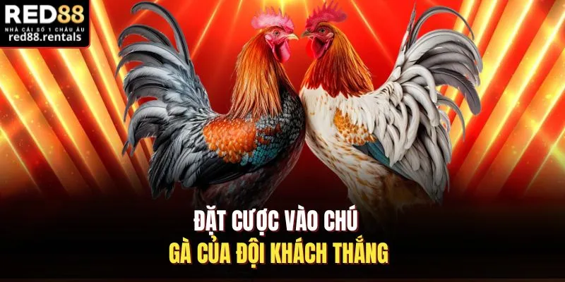 Đặt cược vào chú gà của đội khách thắng